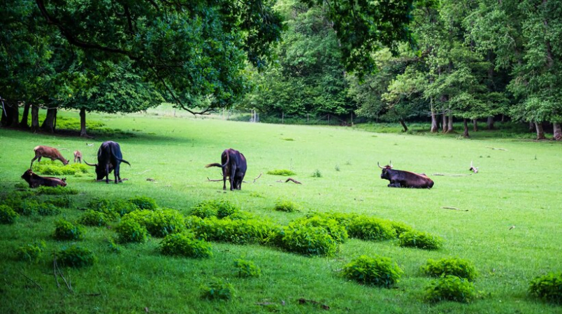 How Can I Tell if Beef is Truly Grass-Fed in Houston?